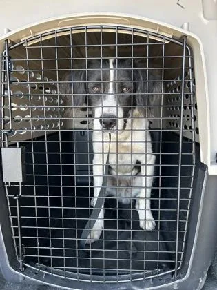 A baby medium-sized male Brittany Spaniel dog named Dr. Facilier for adoption in Fresno, CA