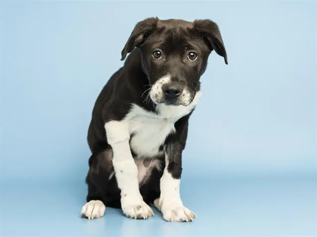 A baby small-sized female Australian Cattle Dog / Blue Heeler dog named Millie for adoption in Phoenix, AZ