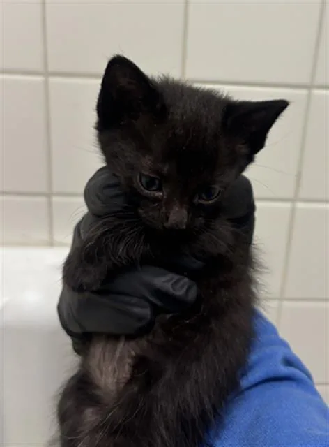 A baby medium-sized male Domestic Short Hair cat named Toby for adoption in Dallas, TX