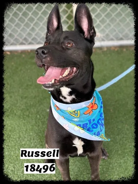 Russell