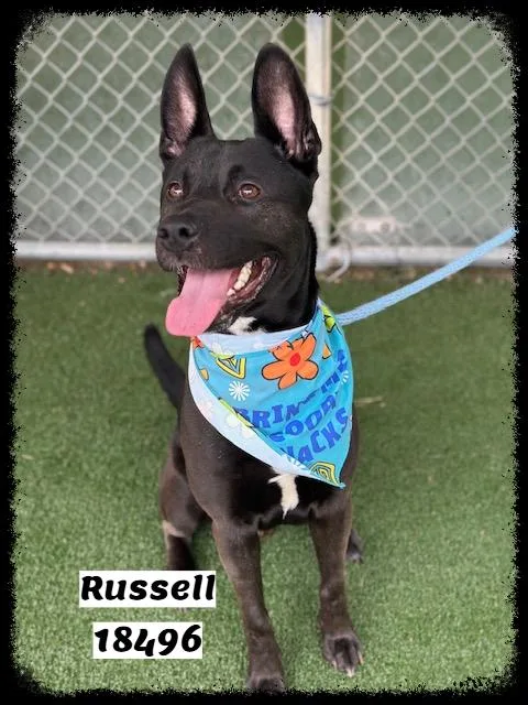 Russell thumbnail 5