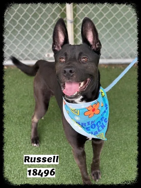 Russell thumbnail 6