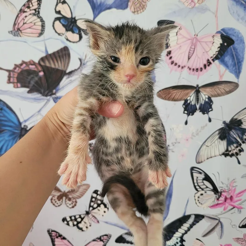 Animal