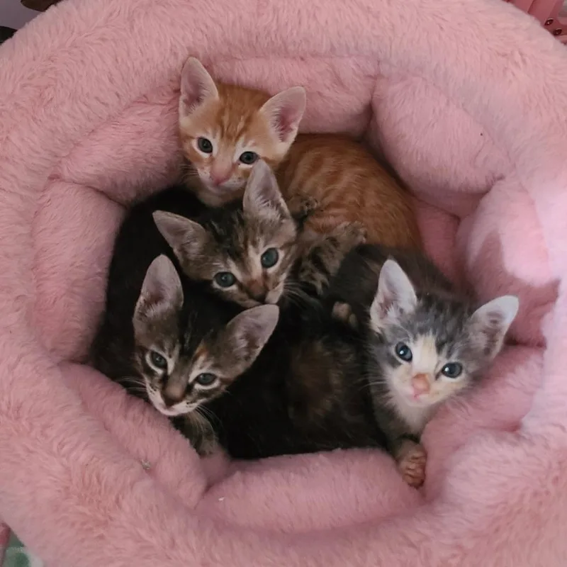 Animal thumbnail 3