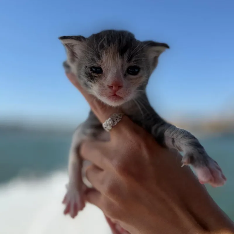 Animal thumbnail 5