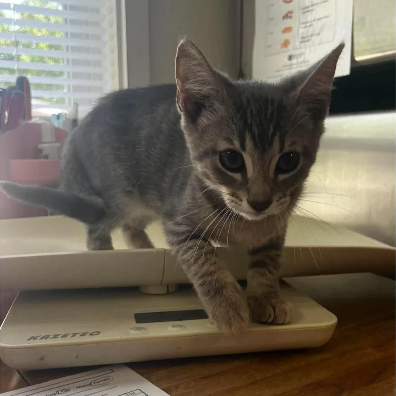 A baby medium-sized male Domestic Short Hair cat named Buzz for adoption in Sunrise Beach, MO