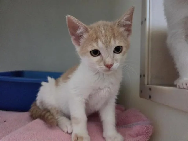 A baby small-sized male Domestic Short Hair cat named Moose for adoption in Salinas, CA