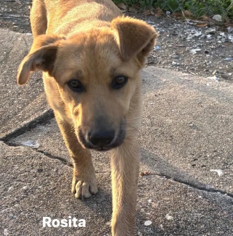 Rosita Belly Rub Princess thumbnail 3