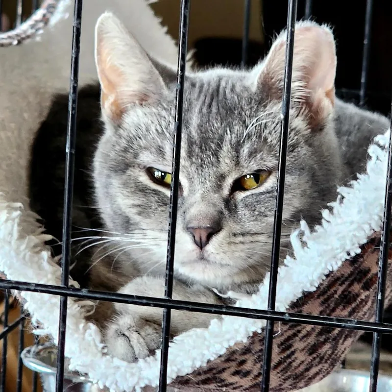 A young small-sized female Gray / Blue / Silver Domestic Short Hair cat named Spankygirl Aka Sassy for adoption in Grantsville, UT