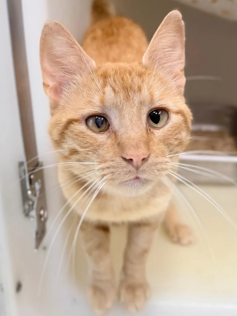 A young medium-sized male Domestic Short Hair cat named Davrin for adoption in Menomonie, WI