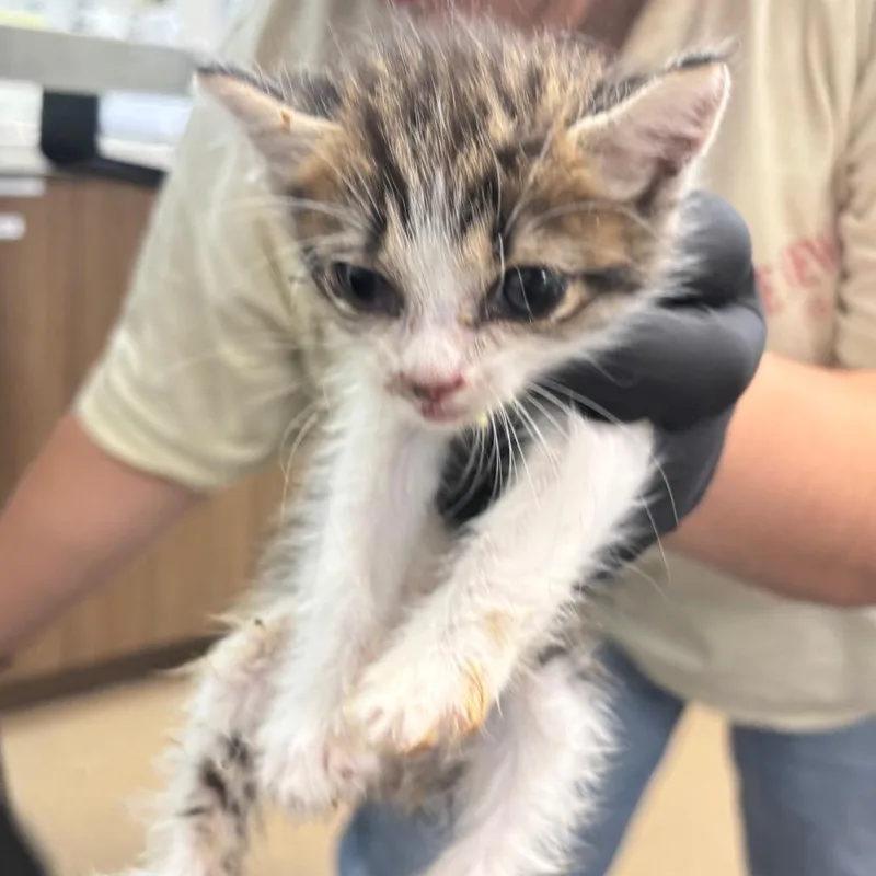 A baby small-sized female Domestic Short Hair cat named Louisa for adoption in Corpus Christi, TX