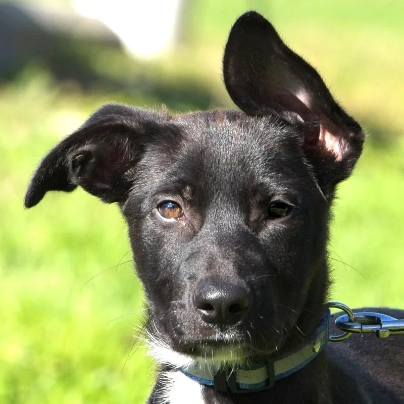 A baby small-sized male Black Labrador Retriever dog named Quicksilver for adoption in South Elgin, IL