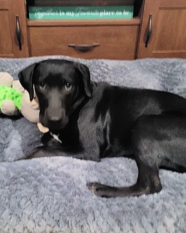 A baby medium-sized female Black Labrador Retriever dog named Broccoli Lonestar for adoption in Rockaway, NJ