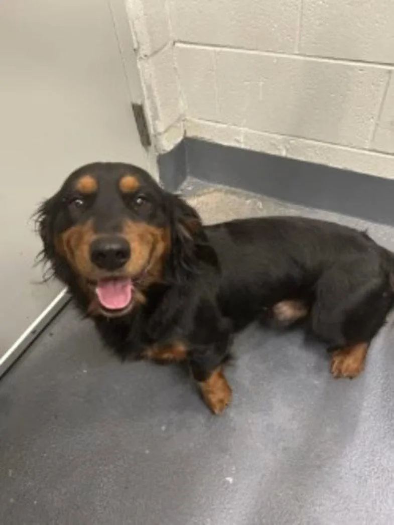 An adult medium-sized male Corgi dog named Kielbasa Sausage for adoption in Alpharetta, GA