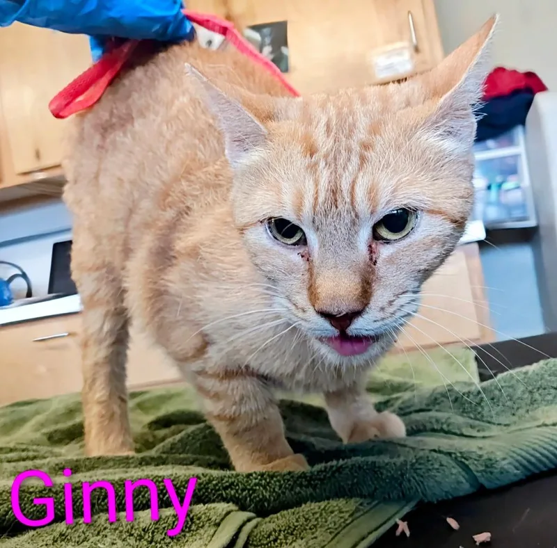 An adult small-sized female Domestic Short Hair cat named Ginny for adoption in Mena, AR