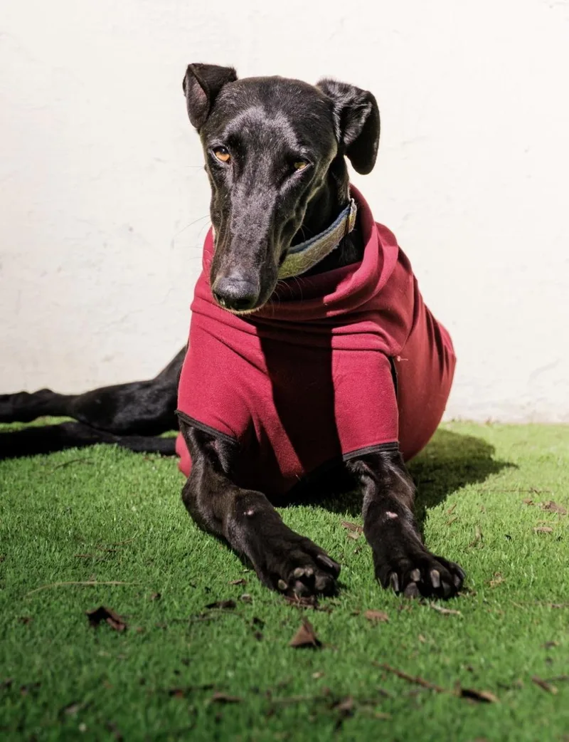 A young medium-sized male Galgo Spanish Greyhound dog named Guindillo for adoption in Winter Park, FL