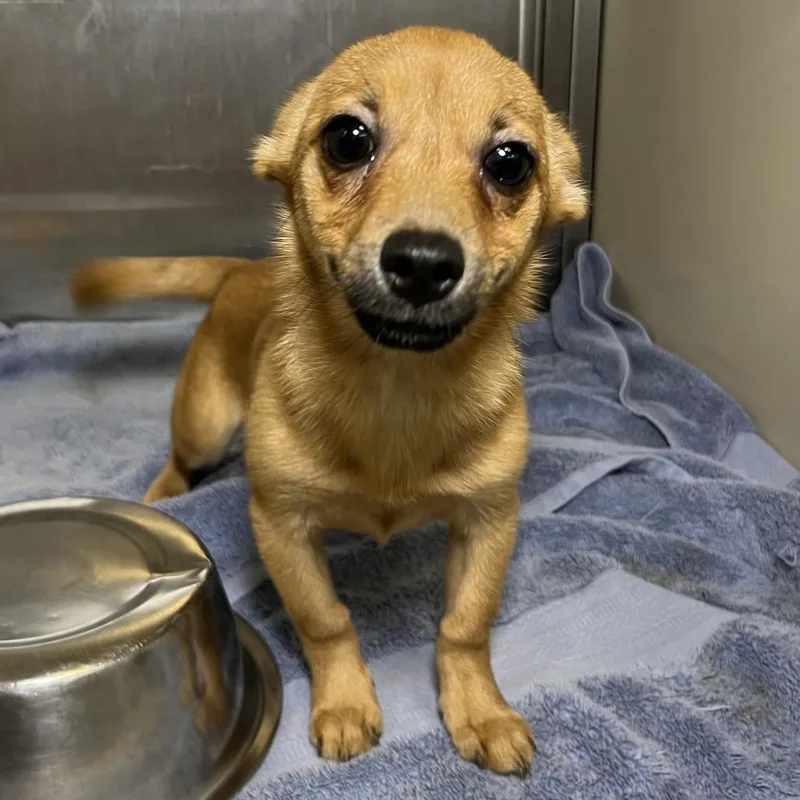 A baby small-sized female Brown / Chocolate Chihuahua dog named Giselle for adoption in Palm Springs, CA
