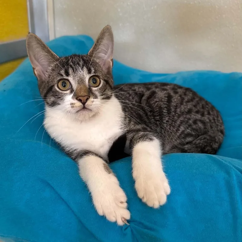 A baby medium-sized male Domestic Short Hair cat named Gooligan for adoption in Penn Yan, NY
