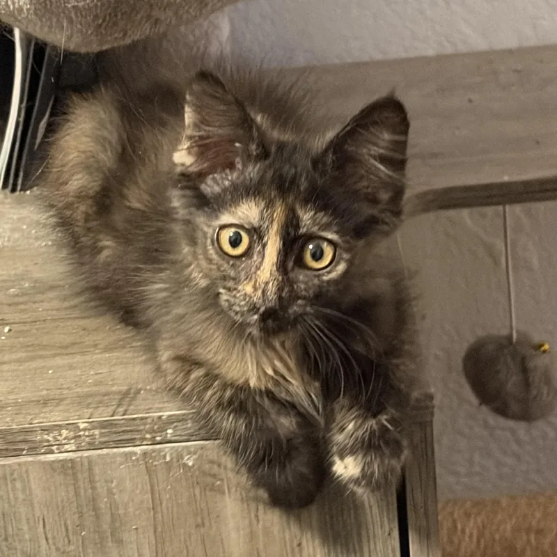 A baby medium-sized female Dilute Tortoiseshell Domestic Short Hair cat named Dorie for adoption in Brentwood, CA