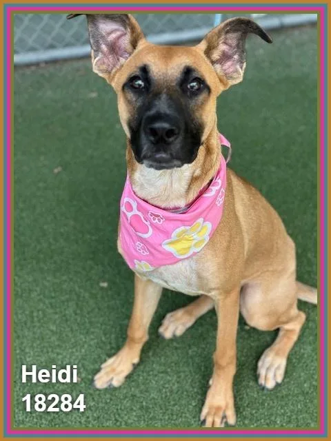 Heidi thumbnail 4