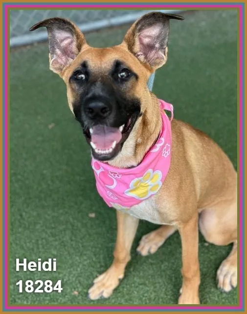 Heidi thumbnail 5