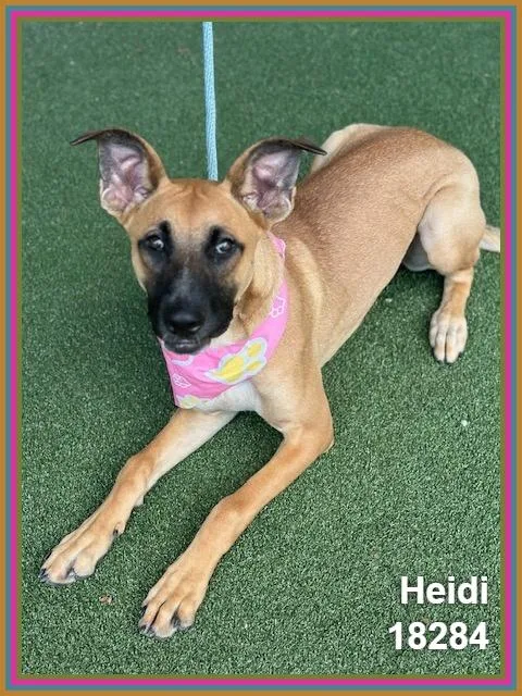 Heidi thumbnail 6