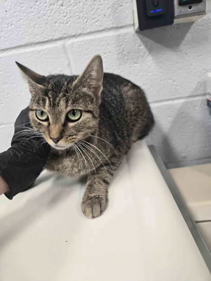 An adult medium-sized female Domestic Short Hair cat named Begonia for adoption in Hagerstown, MD