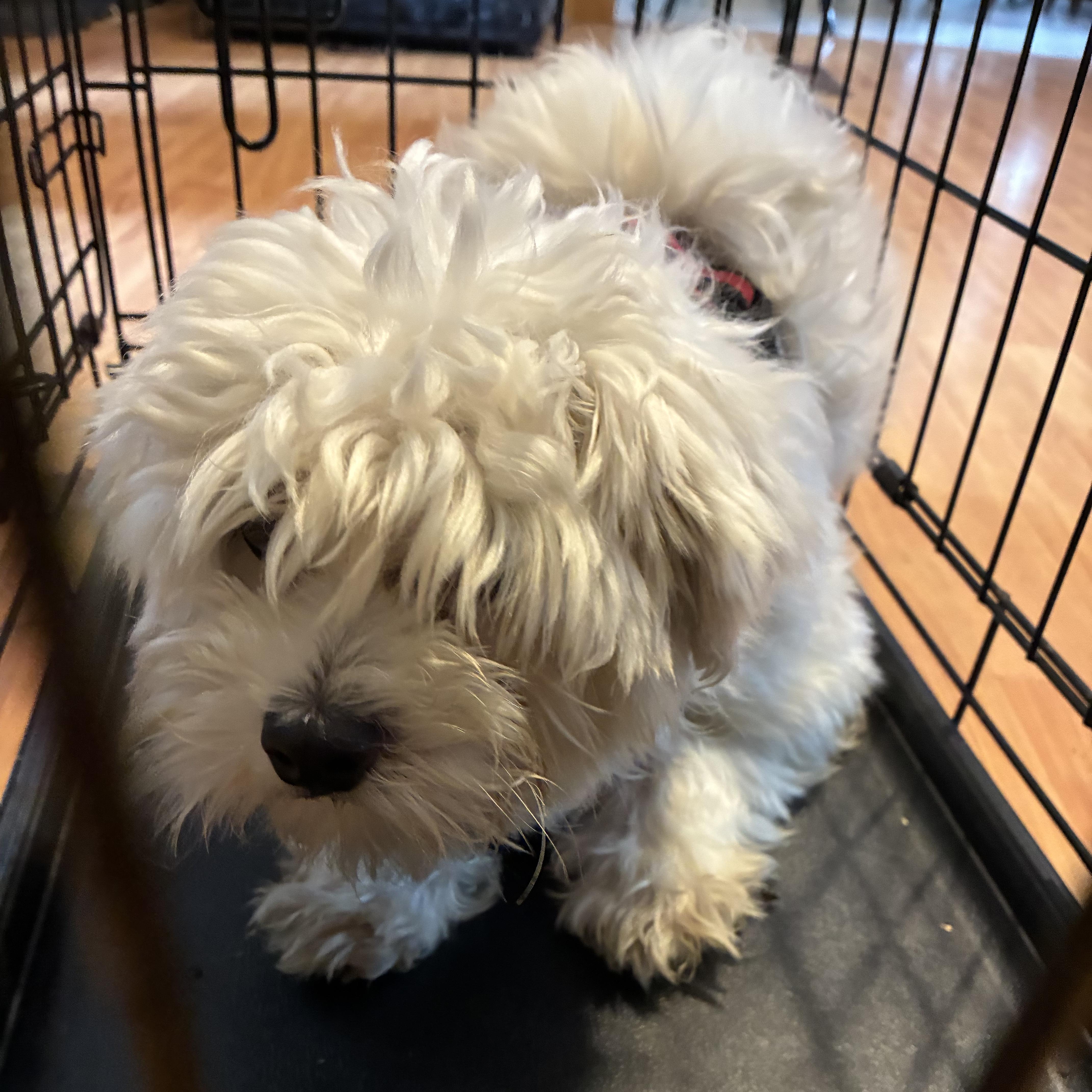 A young small-sized male Maltese dog named Henry Warren for adoption in Danville, VT
