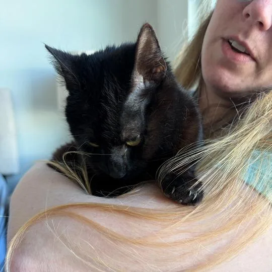 A young medium-sized female Black Domestic Short Hair cat named Ducky for adoption in Waxhaw, NC