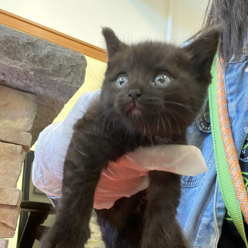 A baby small-sized female Black American Shorthair cat named Park for adoption in Lynchburg, VA