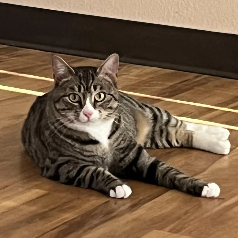 Nugget