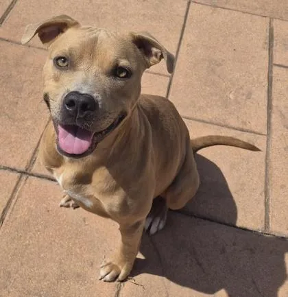 An adult medium-sized female Terrier dog named Bambi for adoption in Shreveport, LA