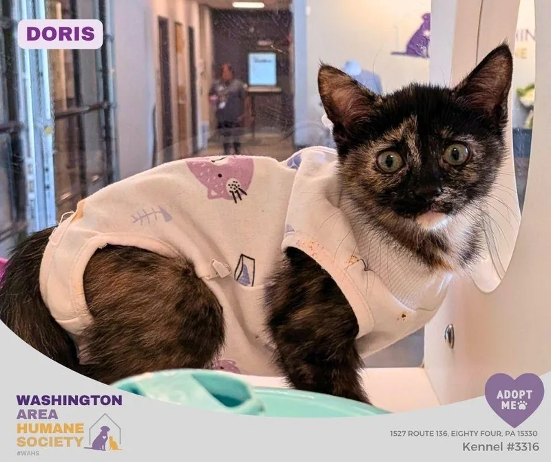 A baby small-sized female Tortoiseshell Domestic Short Hair cat named Doris for adoption in Eighty Four, PA