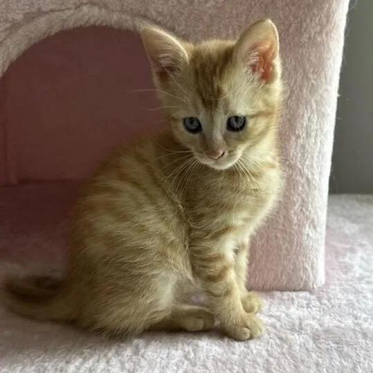 A baby small-sized female Tabby (Orange / Red) Domestic Short Hair cat named Butters for adoption in Panama City Beach, FL