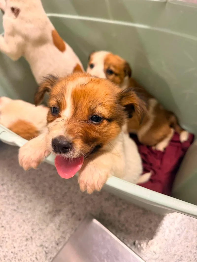 A baby medium-sized female Jack Russell Terrier dog named Crease for adoption in Holly Springs, NC