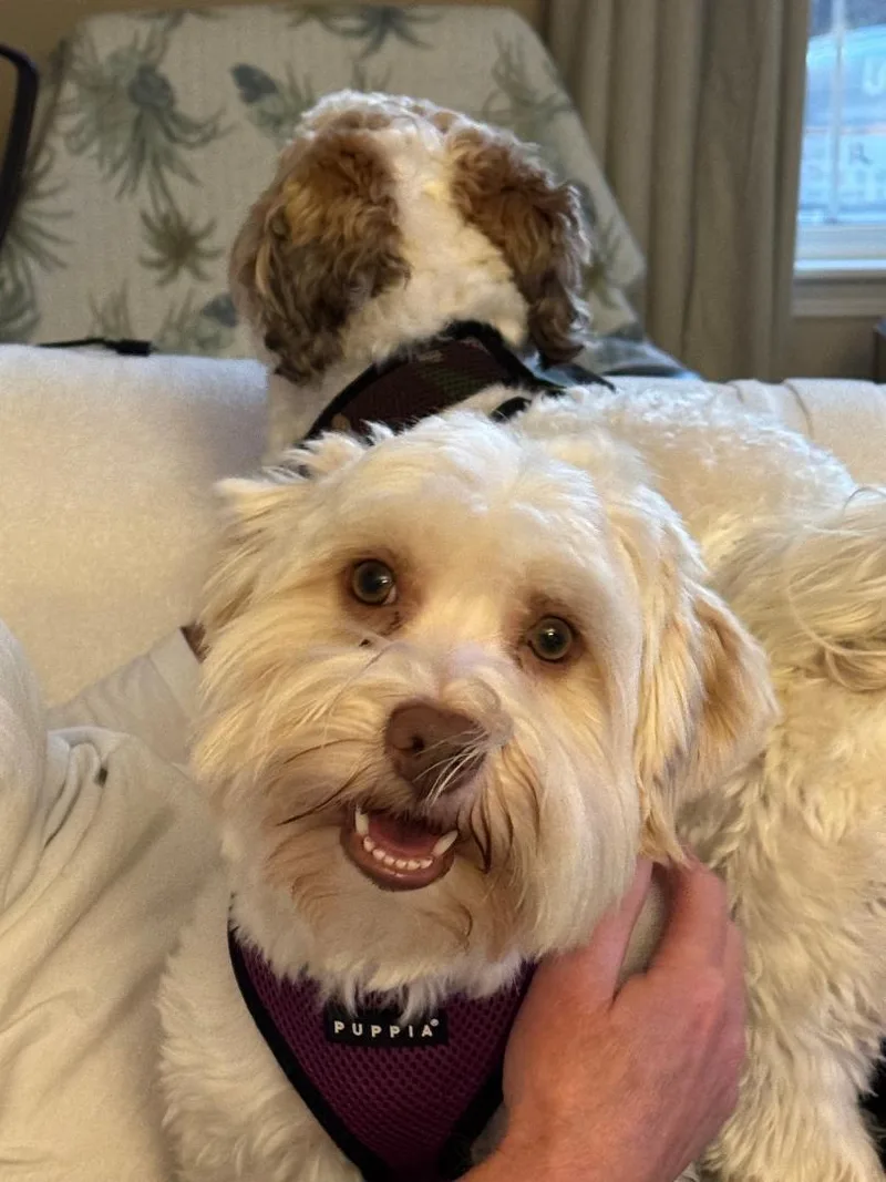 A young small-sized male Havanese dog named Toby In Vernon Hills for adoption in Livonia, MI