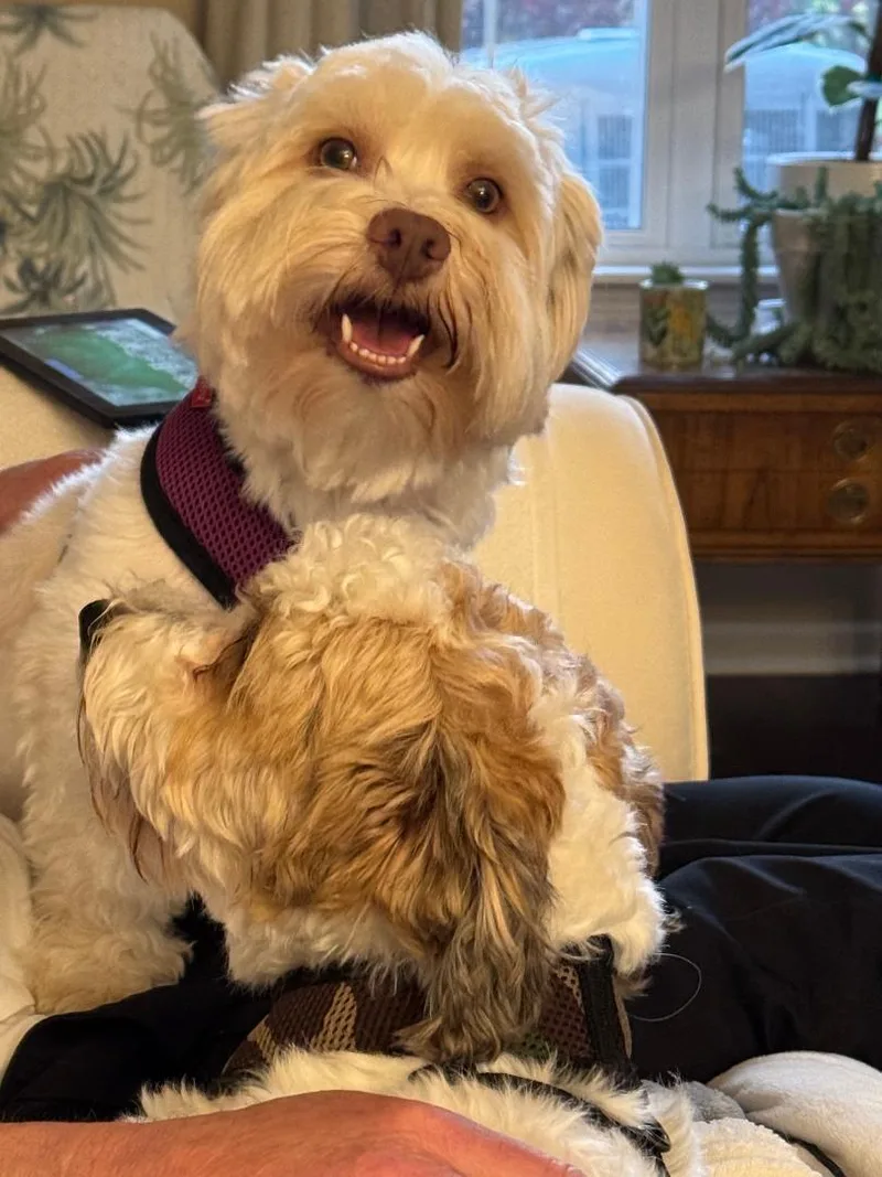 Toby In Vernon Hills thumbnail 3