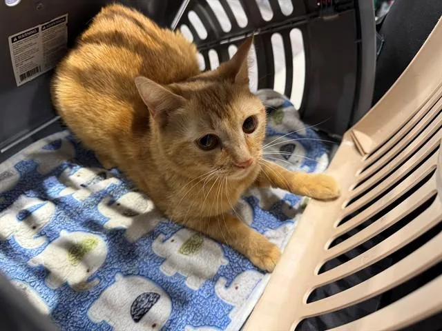 A young small-sized female Domestic Short Hair cat named Maggie for adoption in Garland, TX