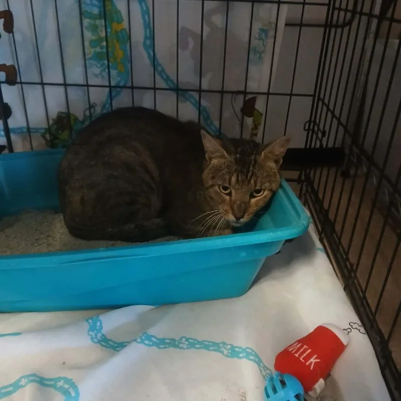 An adult small-sized male Brown / Chocolate Domestic Short Hair cat named Spooky for adoption in Stephenville, TX