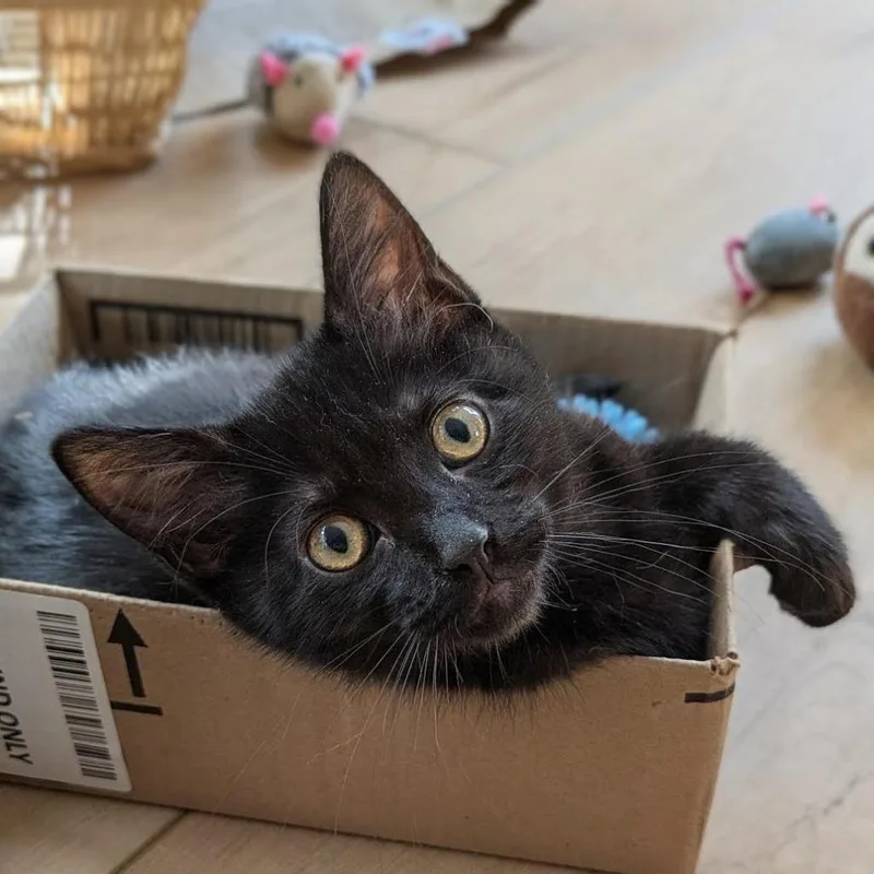 A baby medium-sized female Domestic Short Hair cat named Zag for adoption in Logan, UT