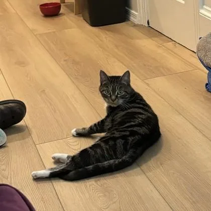 A senior small-sized female Domestic Short Hair cat named Rogue for adoption in Washington, DC