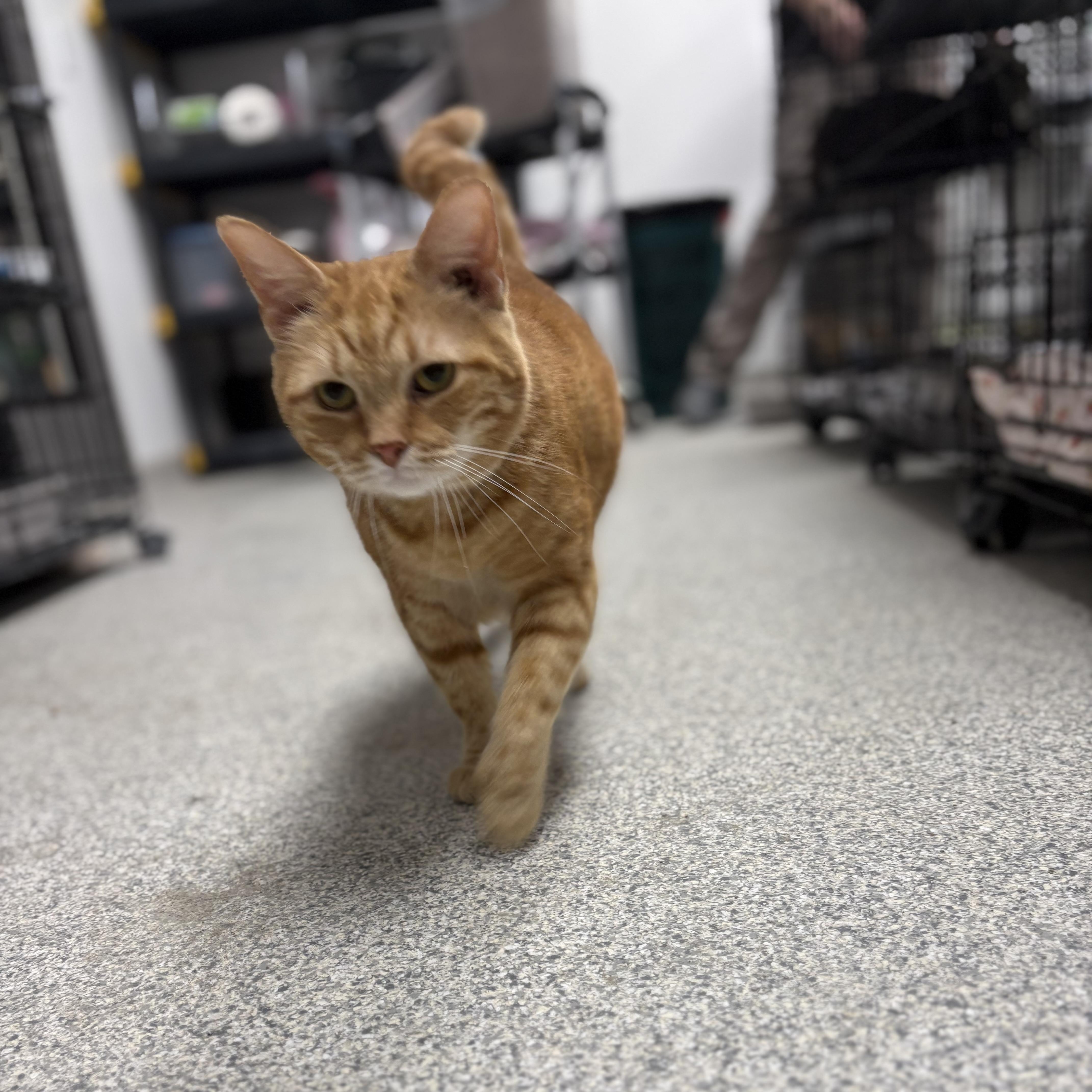 An adult large-sized female Orange / Red Domestic Short Hair cat named Sweetie for adoption in Youngstown, OH