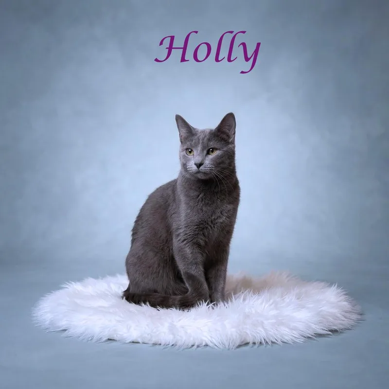 A young medium-sized female Gray / Blue / Silver Domestic Short Hair cat named Holly C for adoption in Lebanon, TN