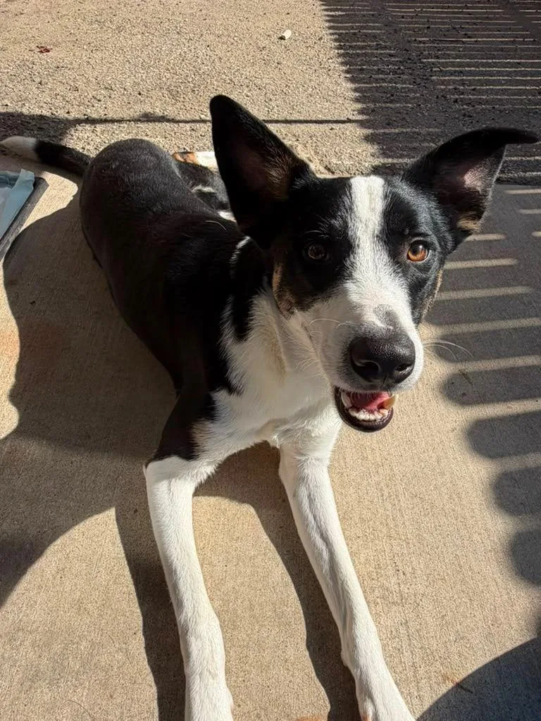 A young medium-sized male Border Collie dog named Milo for adoption in Coarsegold, CA