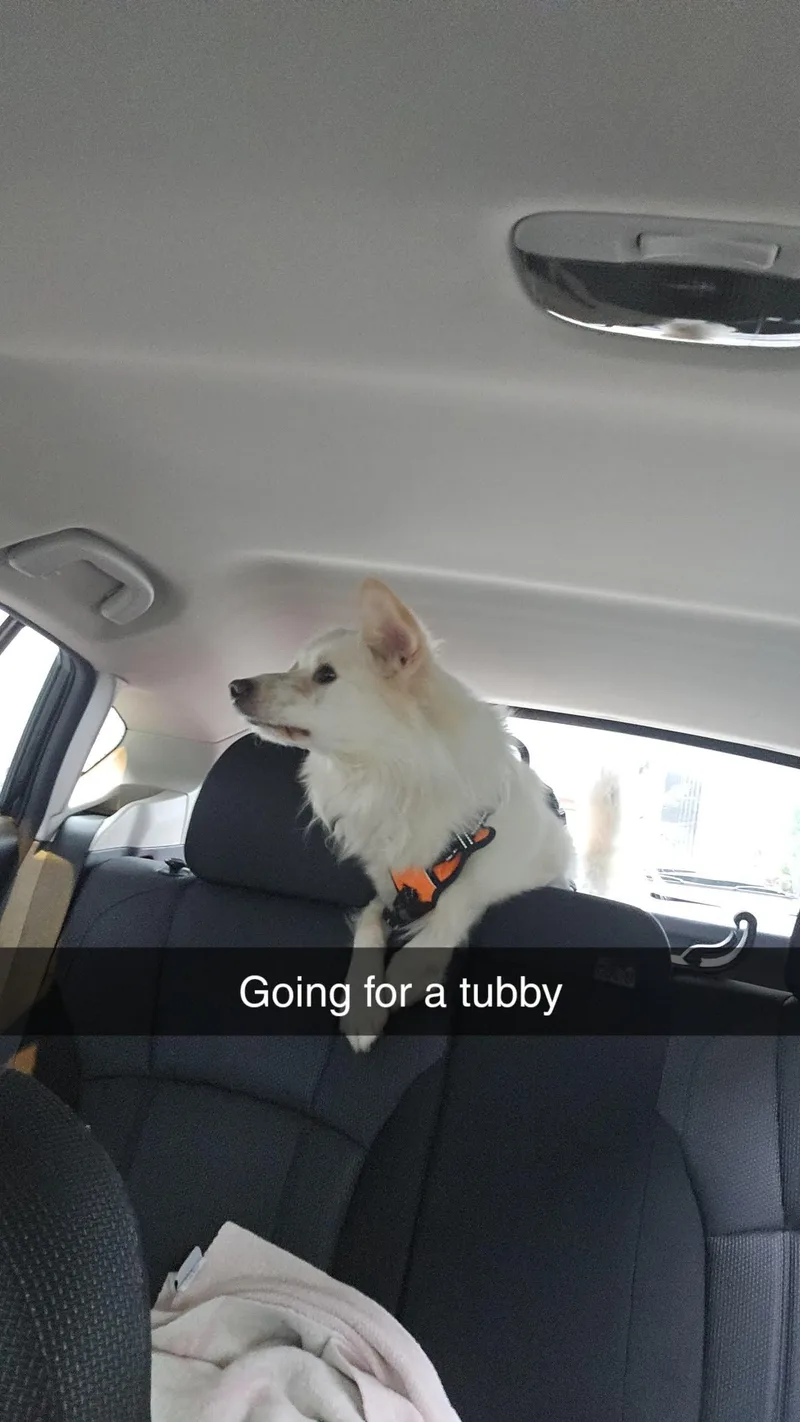 A young medium-sized male American Eskimo Dog dog named Rocco of Cresent Pa for adoption in Randallstown, MD