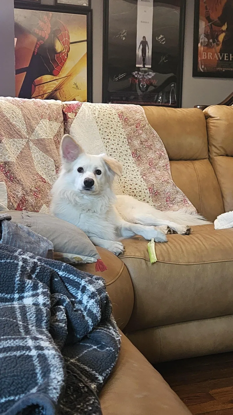 Rocco of Cresent Pa thumbnail 3