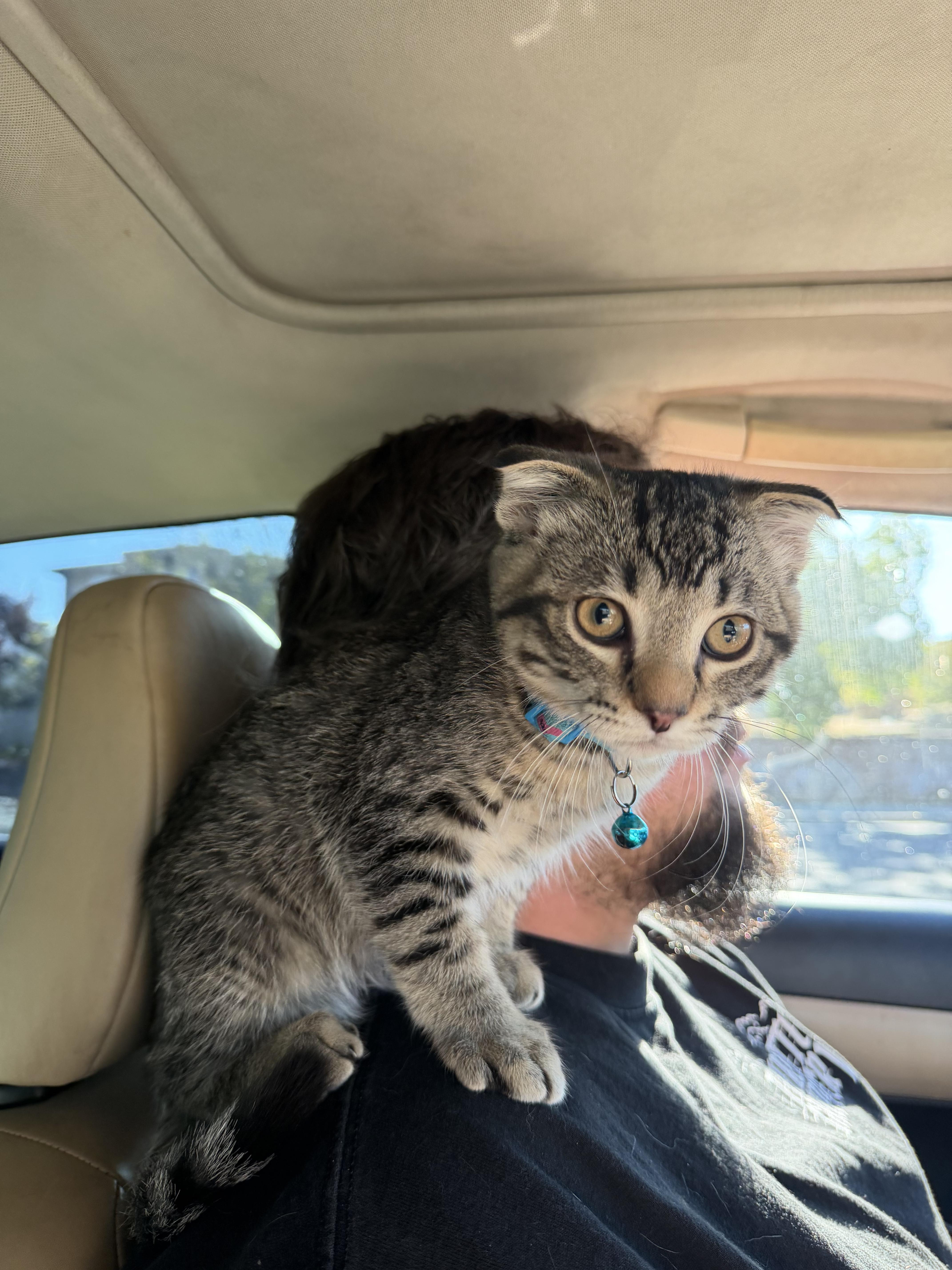 A baby small-sized male Scottish Fold cat named Cassian ! for adoption in Rio Linda, CA