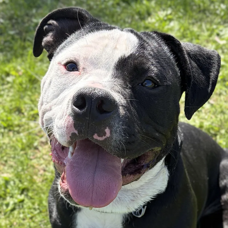 A young medium-sized male Pit Bull Terrier dog named Onyx for adoption in Jefferson, WI