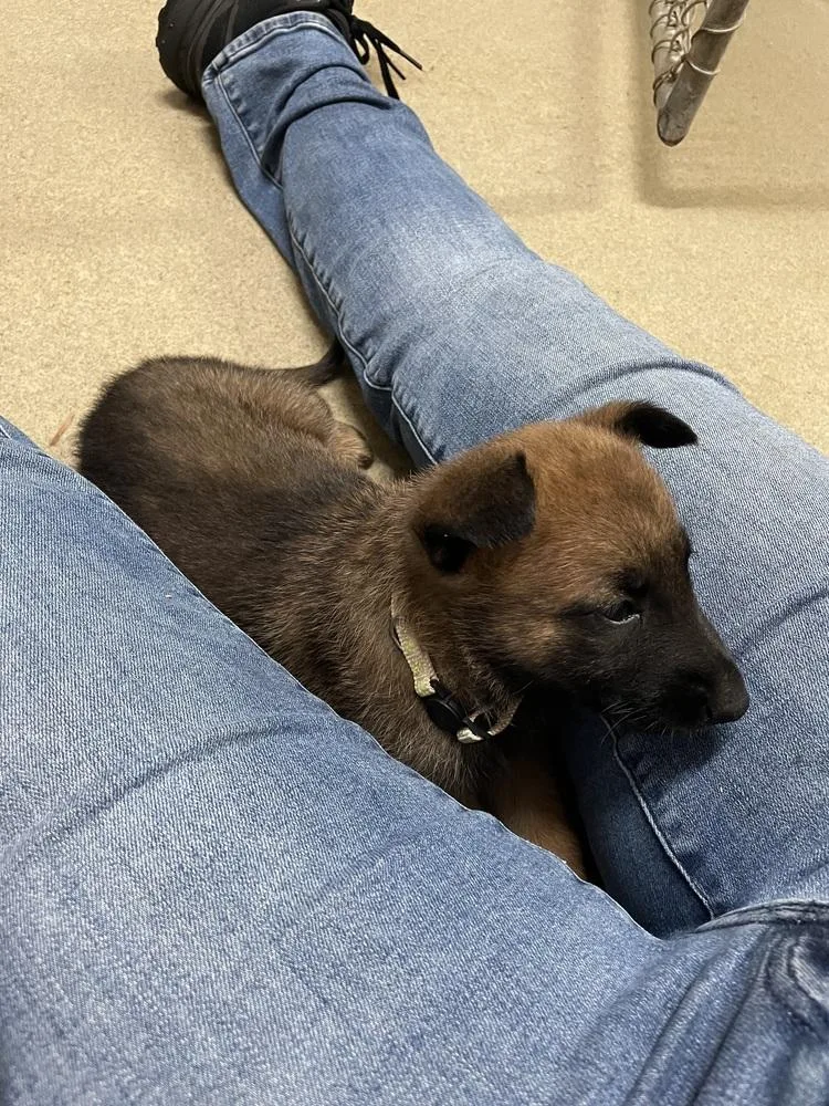 A baby small-sized female Belgian Shepherd / Malinois dog named Geo Pups Quartz  for adoption in Imlay City, MI