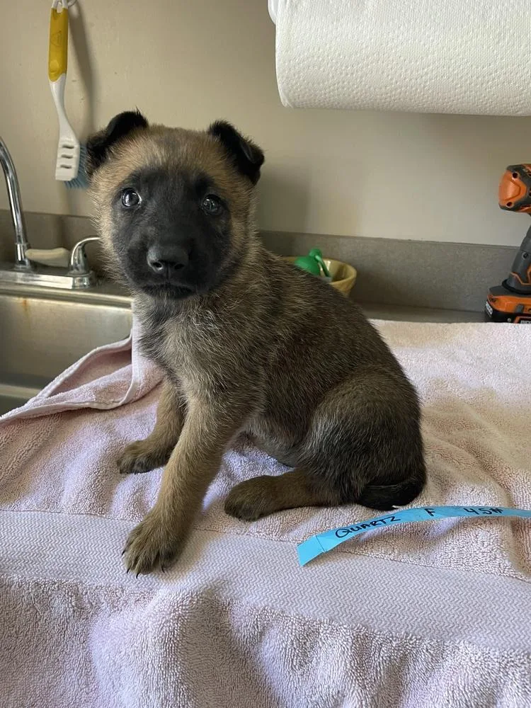 Geo Pups Quartz  thumbnail 2